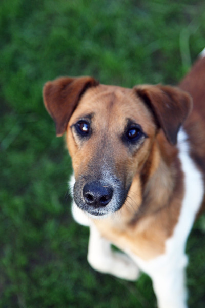 光滑的狐狸犬