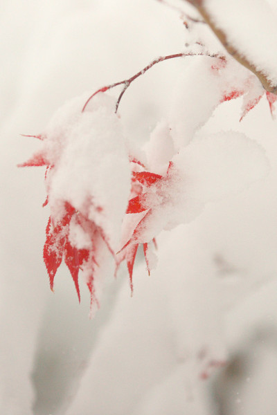 晚秋的粉状雪