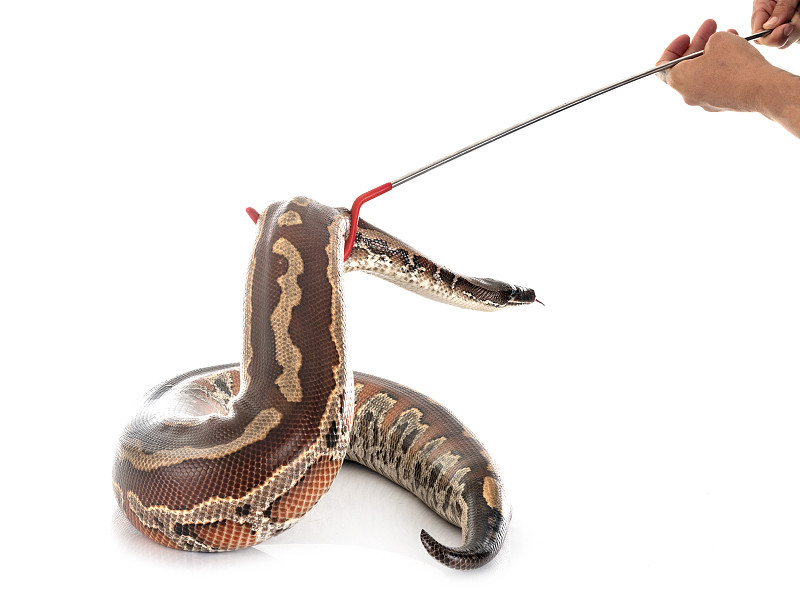 Python brongersmai