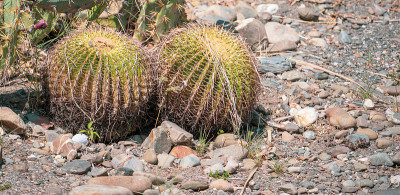 金桶仙人掌(棘球仙人掌grusonii)在一个干旱的花园背景，近距离