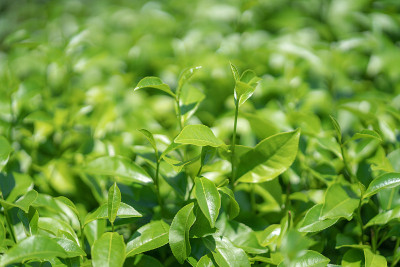 茶园里的绿茶。