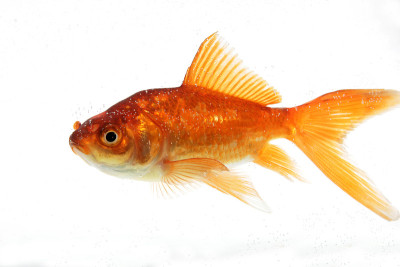 金鱼在水族馆