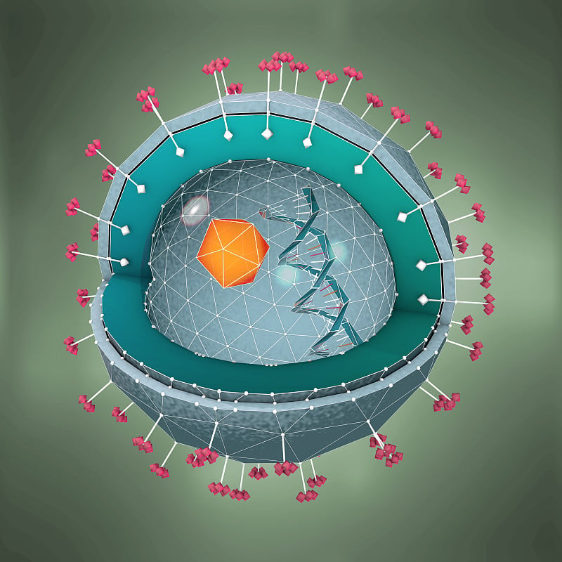 肝炎病原体的dna、细胞核和受体横切面的3d插图