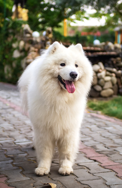 白色的萨摩耶犬(哈士奇、比吉尔、萨米、莱卡、斯皮兹)站在公园的小路上。好玩的户外的宠物。完整的长度。