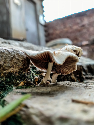 小蘑菇