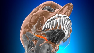 茎突舌骨肌解剖医学概念3D