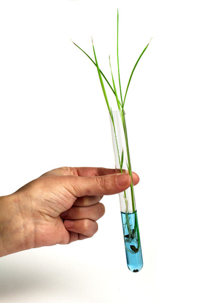 绿色植物实验室设备