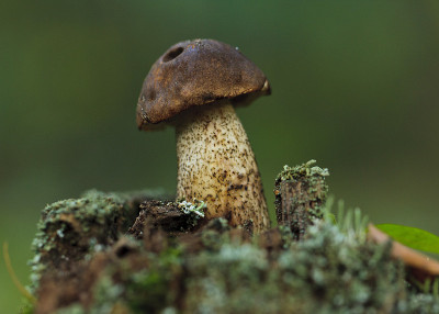 草丛中的桦树蘑菇