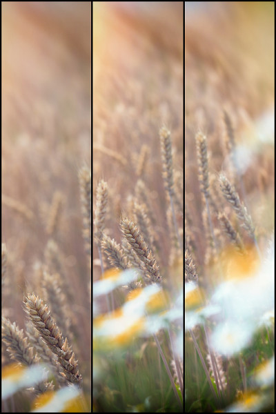 软焦点是小麦、麦田和雏菊花——野生洋甘菊
