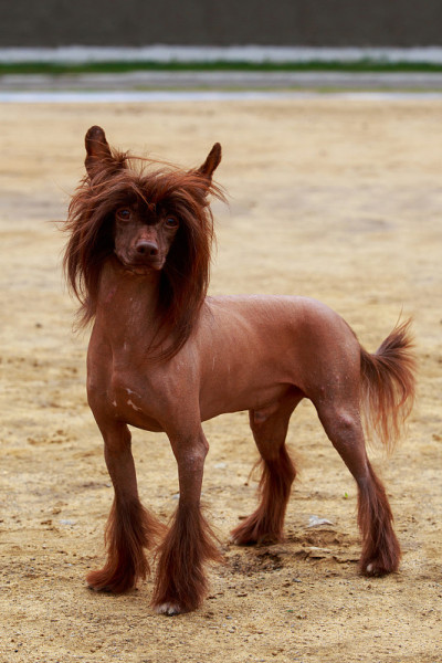 犬种中国冠毛犬