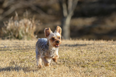 约克郡犬