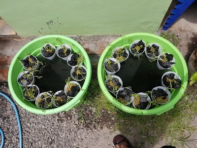 用于植物和鲶鱼复合栽培的大桶