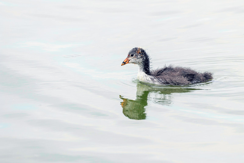 欧亚白骨鸡(Fulica atra)游泳
