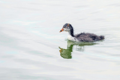 欧亚白骨鸡(Fulica atra)游泳
