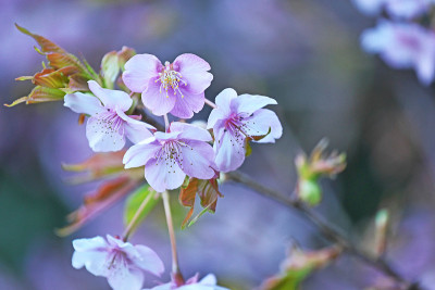 樱花