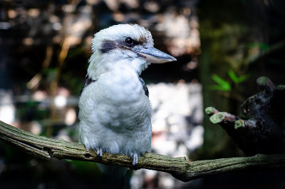 笑翠鸟(Dacelo novaeguinea)是翠鸟亚科(kingfisher subfamily 