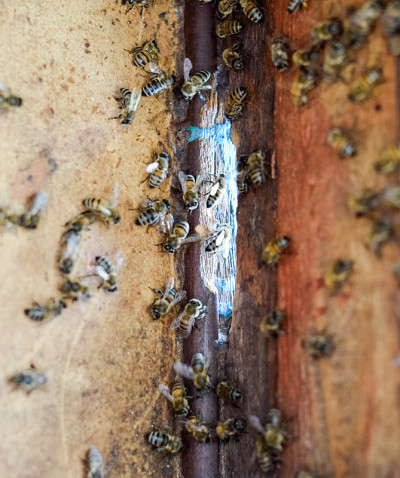 一个蜂巢，从里面看风景。bee-hut。蜜蜂。蜂房的入口。
