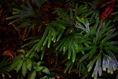 蕨类植物。输入文本的叶形背景图像。