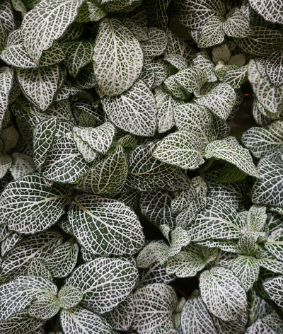 Fittonia verschaffeltii马赛克植物