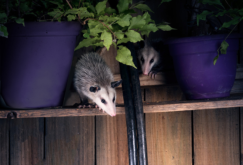 两只北美负鼠(Didelphis virginiana)看你可以偷偷溜进后院。夜景,后院。美国德克萨