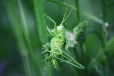 绿色蚱蜢