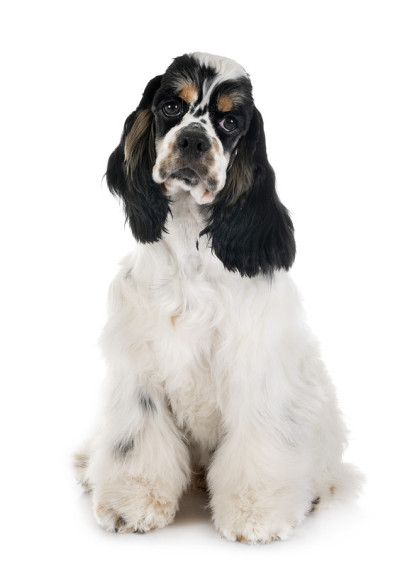 美国可卡犬