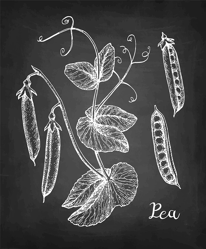 Chalk sketch of pea.