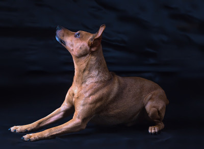 犬种迷你品舍