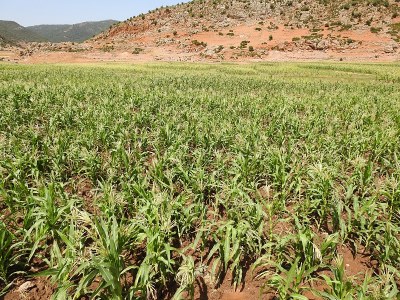 Sorghum bicolor