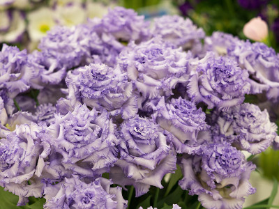 Eustoma