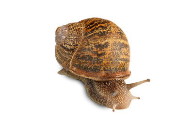 缓慢的鼻涕虫