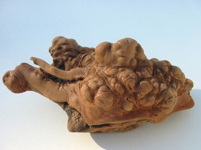 常绿灌木根