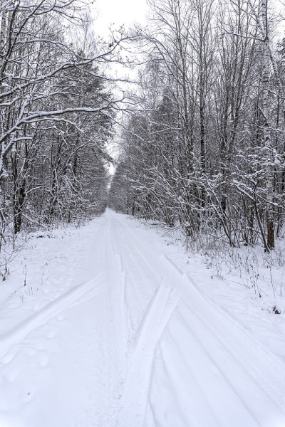 森林里的冬天，树上的雪，漂亮的圣诞节背景