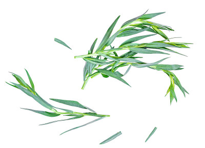 龙蒿属草本封闭孤立在白色背景上。前视图。新鲜龙蒿叶