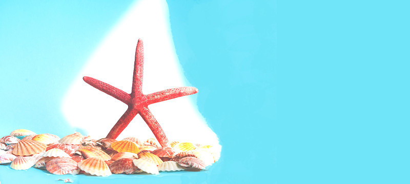 贝壳背景下的红色海星。夏天的时候还是你好夏天。创意副本空间