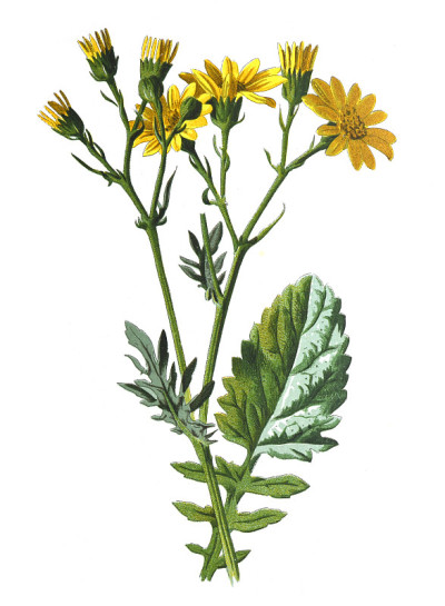 水美狗舌草的花。或亲水植物。古董手绘田野花卉插图。古董花。野花插图。19世纪。