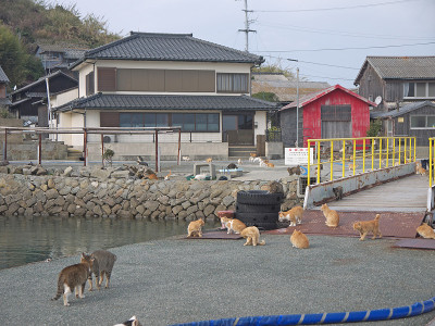Aoshima猫岛