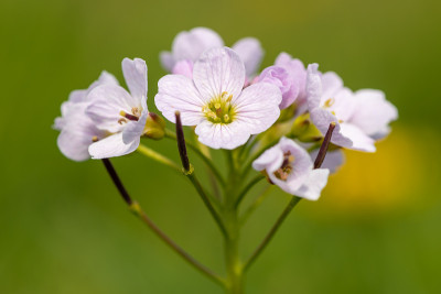 杜鹃花(草地碎米草)