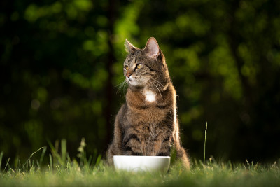 大自然中，猫坐在喂食盘后面