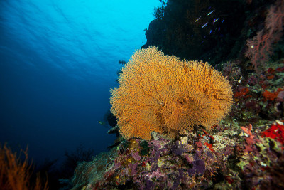Gorgonian。Sipadan岛。西乐部海。马来西亚。