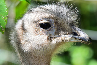 Darwind rhea (rhea pennata)