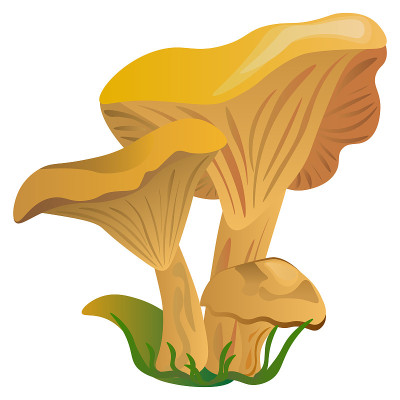 白背景上的鸡油菌。矢量图