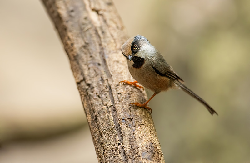 白颊bushtit