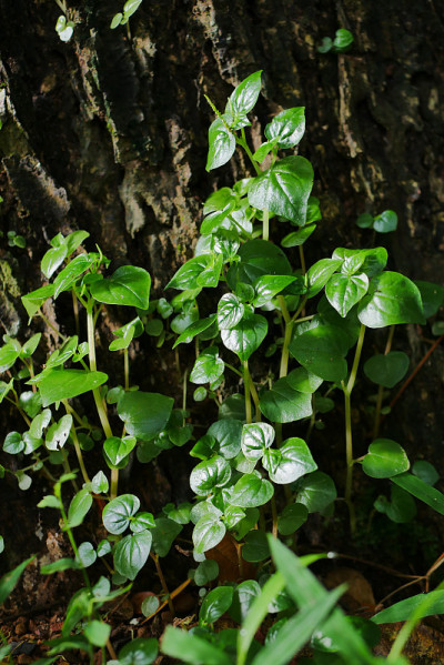 豆瓣绿属方可成功。蔬菜和药草