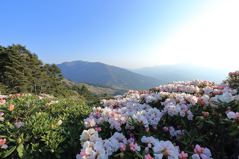 杜鹃花,华山