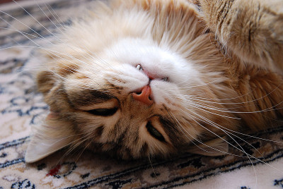 猫，毛茸茸的可爱宠物