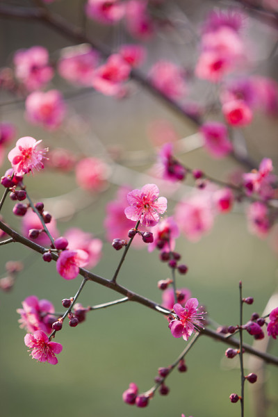 洋李;花