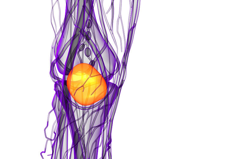 髌骨的3d渲染医学插图