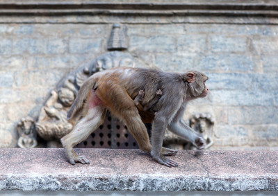 尼泊尔加德满都谷地斯瓦扬布纳特寺庙里的猕猴