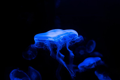 许多蓝色水母在黑色背景下优雅地在水中游泳